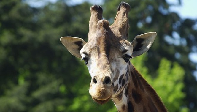 Zoo Amersfoort